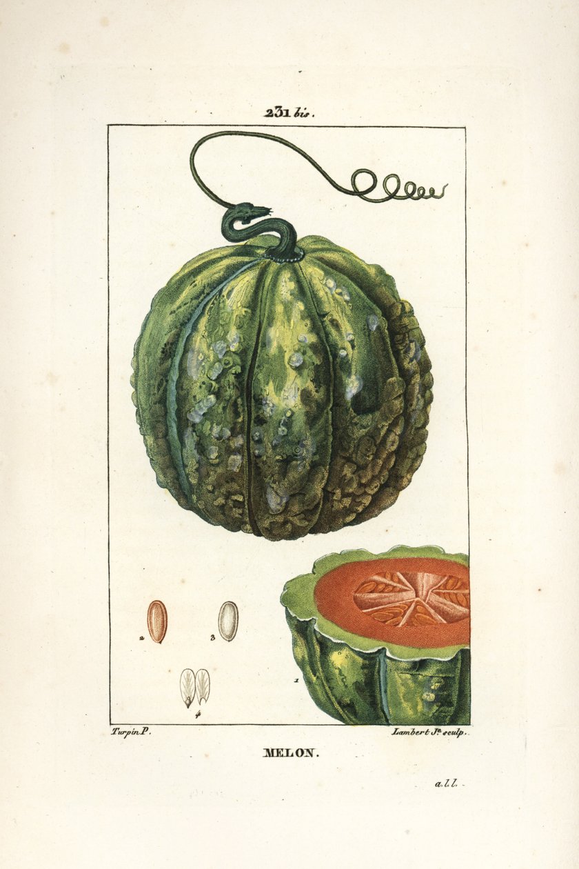 Melon, frukt - Melon, Cucumis melo, med frukt i sektion. Handkolorerad kopparstick av Lambert Junior från en teckning av Pierre Jean-Francois Turpin från Chaumeton, Poiret och Chamberets "" La Flore Medicale,"" Paris, Panckoucke av Pierre Jean Francois Turpin