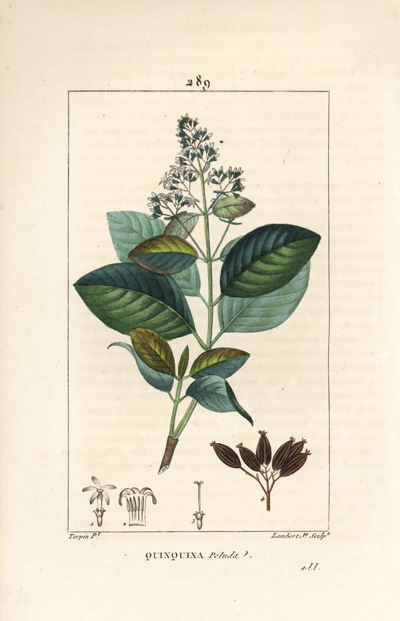 Michurago eller fruta de mono, Ladenbergia macrocarpa (Cinchona ovalifolia), med blomma, blad, stjälk och frö. Handkolorerad kopparstick av Lambert Junior från en teckning av Pierre Jean-Francois Turpin från Chaumeton, Poiret och Chamberets " av Pierre Jean Francois Turpin