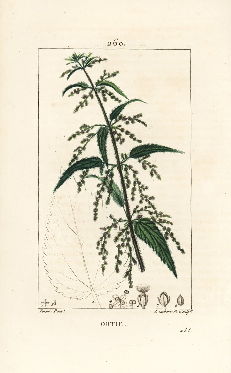 Nässla - Vanlig brännässla, Urtica dioica, med blomma, frö, stjälk och bladkontur. Handkolorerad kopparstick av Lambert Junior från en teckning av Pierre Jean-Francois Turpin från Chaumeton, Poiret och Chamberets "" La Flore Medica av Pierre Jean Francois Turpin