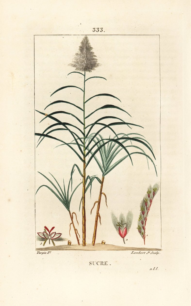 Ädelrör - Sockerrör, Saccharum officinarum. Handkolorerad kopparstick av Lambert Junior från en teckning av Pierre Jean-Francois Turpin från Chaumeton, Poiret och Chamberets "" La Flore Medicale,"" Paris, Panckoucke av Pierre Jean Francois Turpin