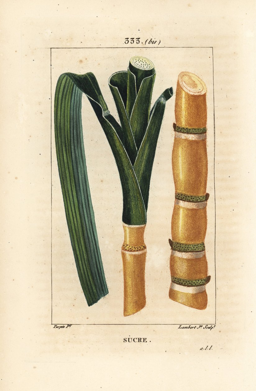 Ädelrör - Sockerrör, Saccharum officinarum, stjälk och blad. Handkolorerad kopparstick av Lambert Junior från en teckning av Pierre Jean-Francois Turpin från Chaumeton, Poiret och Chamberets "" La Flore Medicale,"" Paris, Panckoucke av Pierre Jean Francois Turpin