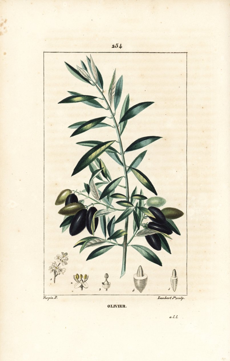 Olivier - Olivträd, Olea europaea, med blad, gren, frukt och frö. Handkolorerad kopparstick av Lambert Junior från en teckning av Pierre Jean-Francois Turpin från Chaumeton, Poiret och Chamberets "" La Flore Medicale,"" Paris, Panckou av Pierre Jean Francois Turpin