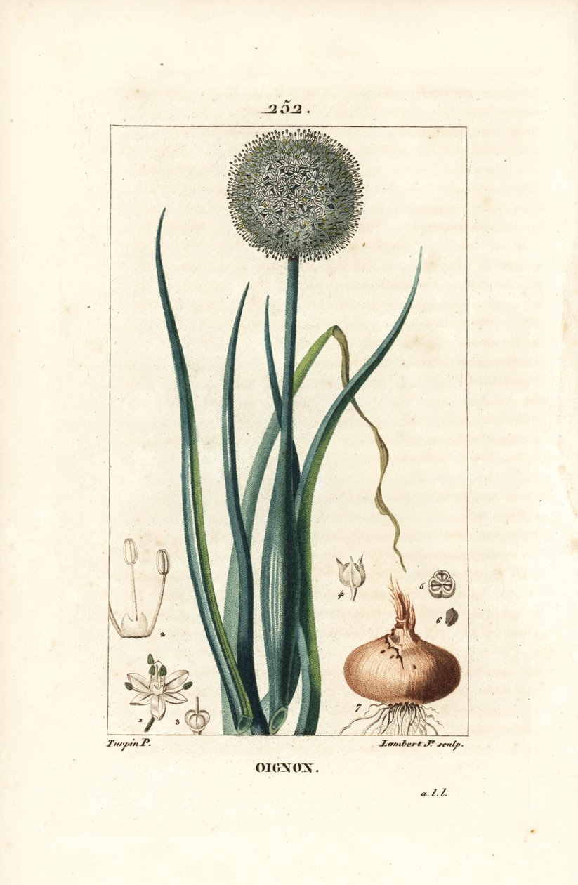 Lök - Lök, Allium cepa, med blomma, blad, lök och rötter. Handkolorerad kopparstick av Lambert Junior från en teckning av Pierre Jean-Francois Turpin från Chaumeton, Poiret och Chamberets "" La Flore Medicale,"" Paris, Panckoucke av Pierre Jean Francois Turpin