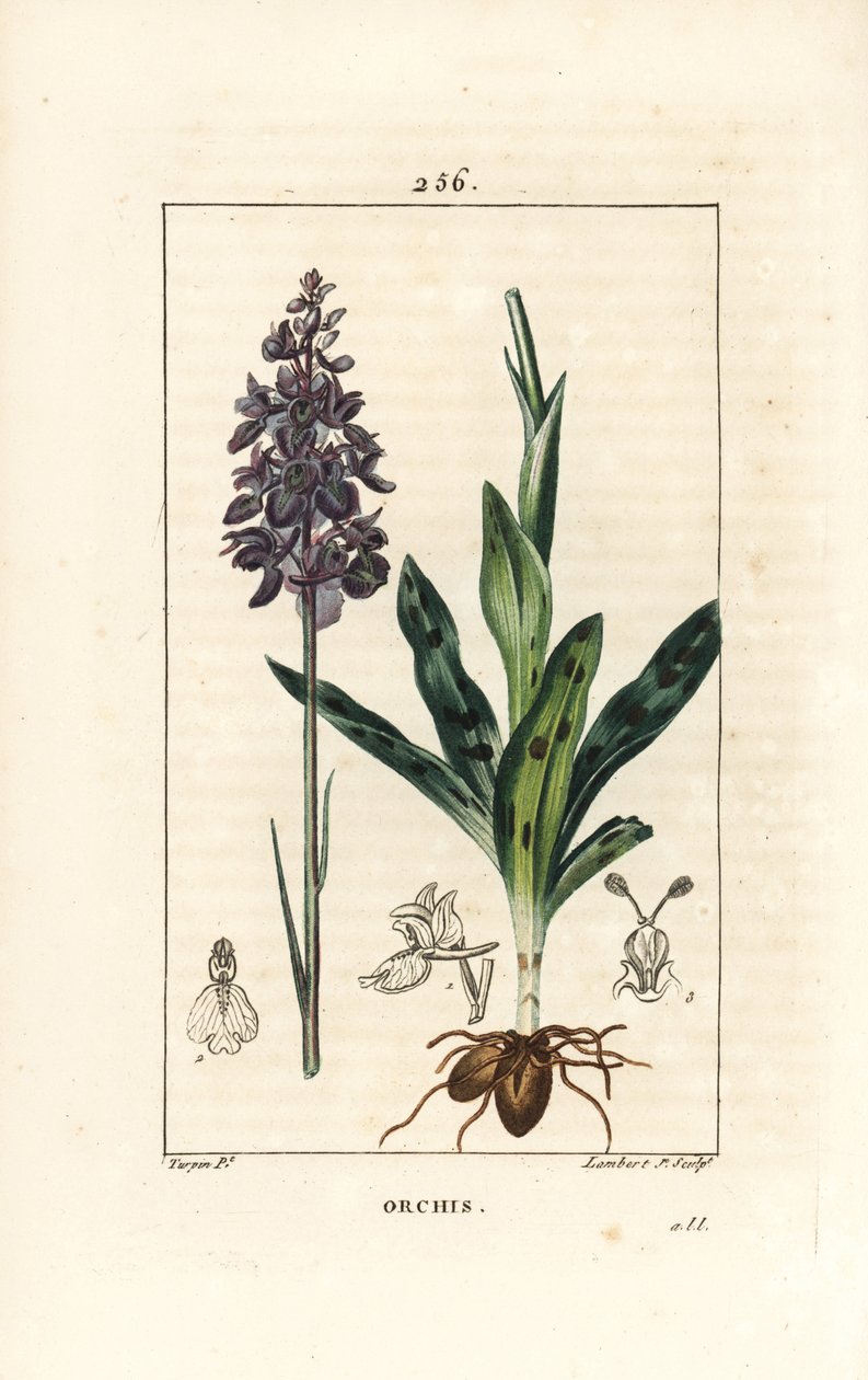 Orchis hane eller satyrion hane - Tidig lila eller hanorkidé, Orchis mascula, med blomma, stjälk, blad och lök. Handkolorerad kopparstick av Lambert Junior efter en teckning av Pierre Jean-Francois Turpin från Chaumeton, Poiret och Chamberet