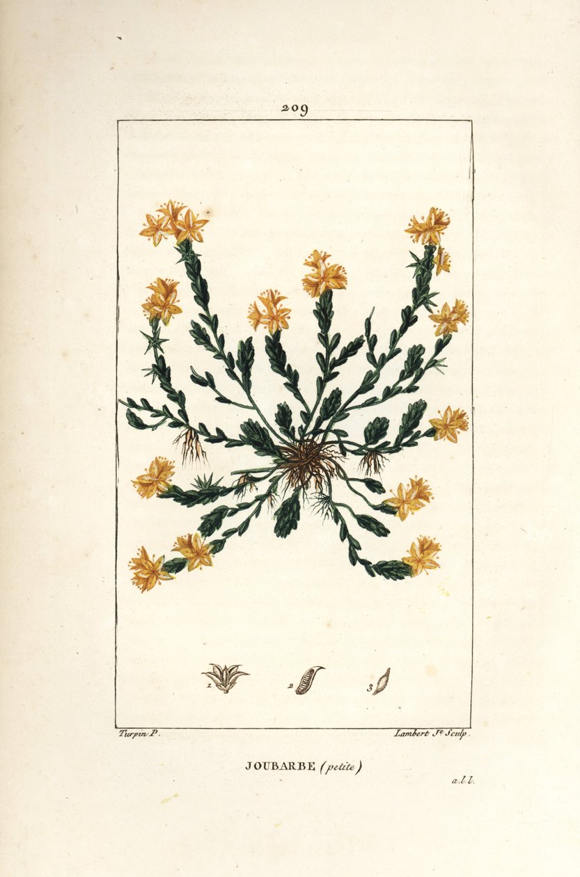 Orpin acre - Gyllene stengröt, Sedum acre. Handkolorerad kopparstick av Lambert Junior från en teckning av Pierre Jean-Francois Turpin från Chaumeton, Poiret och Chamberets "" La Flore Medicale,"" Paris, Panckoucke av Pierre Jean Francois Turpin