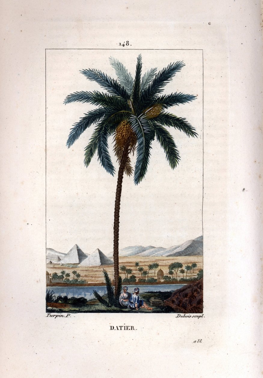 Palm a dadlar Dadelpalm, Phoenix dactylifera, visar frukt och löv mot landskap med pyramider och flod. Handkolorerad kopparstick av Dubois efter teckning av Pierre Jean-Francois Turpin från Chaumeton, Poiret et Chamberets "" La av Pierre Jean Francois Turpin