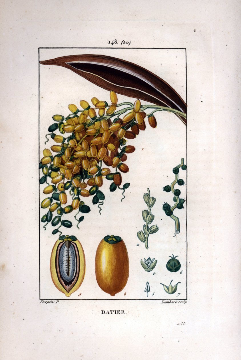 Palmgren a dadlar - Dadelpalm, Phoenix dactylifera, visar mogen frukt på en gren och individuell frukt i sektion. Handkolorerad kopparstick av Lambert efter teckning av Pierre Jean-Francois Turpin från Chaumeton, Poiret et Chamberets av Pierre Jean Francois Turpin