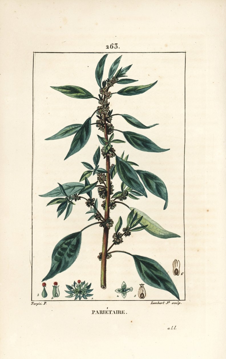 Parietaire officinale (eller Perce wallaille, Casse pierre, Espargoule, Gamberoussette) - Väggpellitory, Parietaria officinalis, med stjälk, blad, blomma och frö. Handkolorerad kopparstick av Lambert Junior efter teckning av Pierre Jean-Fra av Pierre Jean Francois Turpin