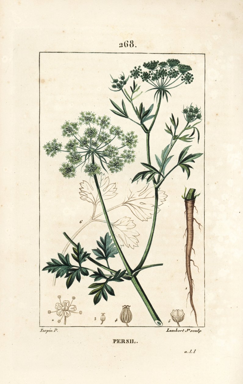 Persilja - Trädgårdspersilja, Petroselinum crispum, med blomma, blad, stjälk, rot och frö. Handkolorerad kopparstick av Lambert Junior från en teckning av Pierre Jean-Francois Turpin från Chaumeton, Poiret och Chamberets "" La Flore Medicale av Pierre Jean Francois Turpin