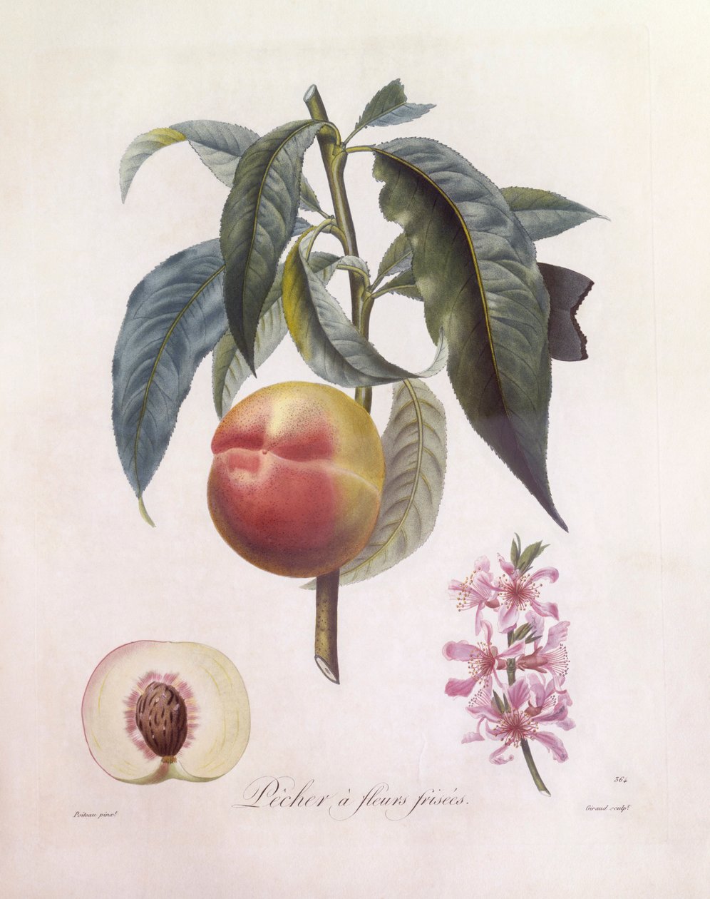 Persika (Prunus persica), Henry Louis Duhamel du Monceau, botanisk platta av Pierre Jean Francois Turpin av Pierre Jean Francois Turpin