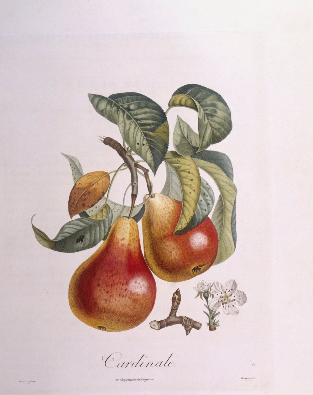 Päron "Cardinal" Henry Louis Duhamel du Monceau, botanisk tallrik av Pierre Jean Francois Turpin av Pierre Jean Francois Turpin