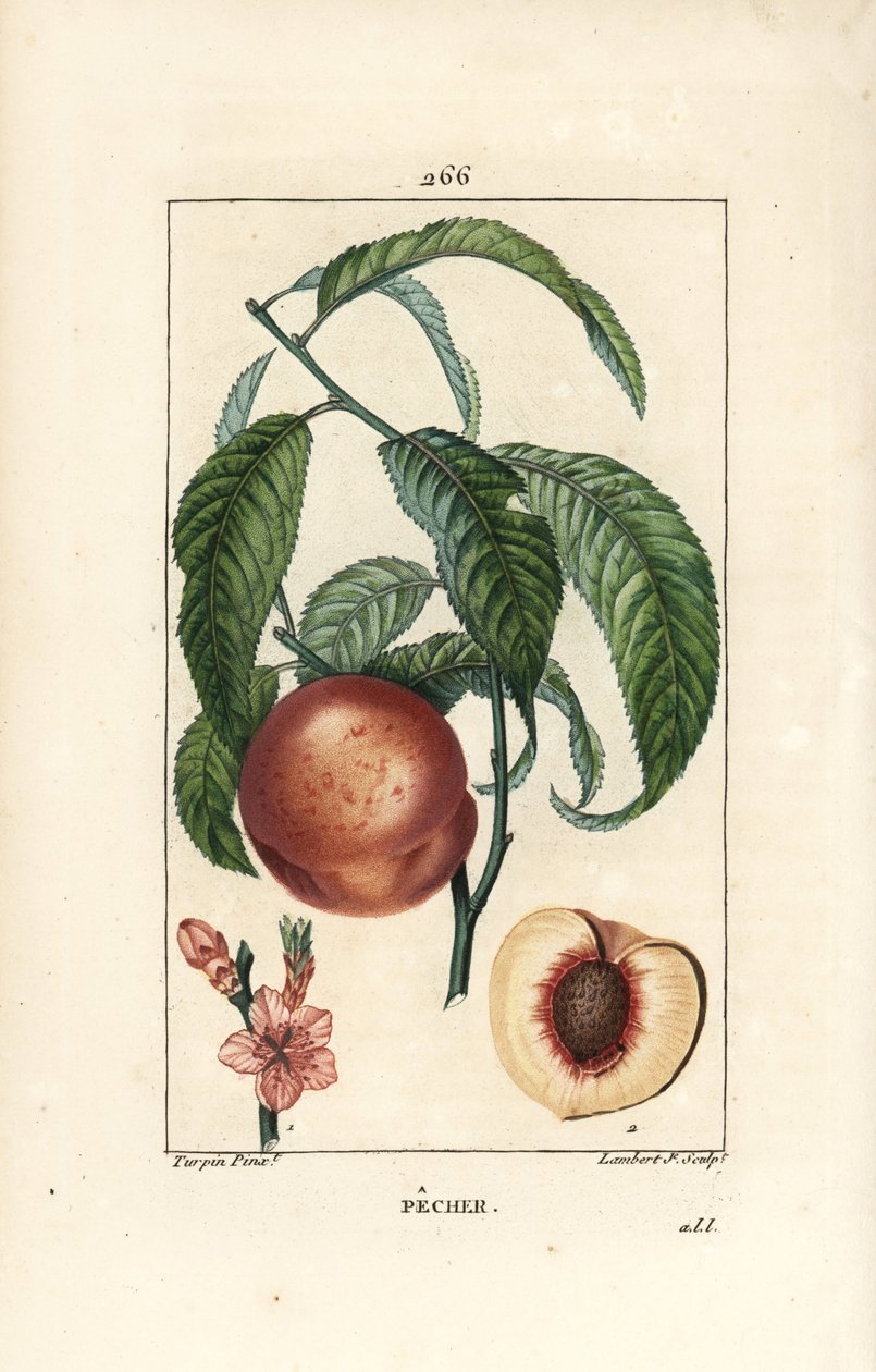 Pecher - Persikaträd, Amygdalus persica, med blomma, blad, stjälk, mogen frukt och frukt i sektion med frö. Handkolorerad kopparstick av Lambert Junior efter en teckning av Pierre Jean-Francois Turpin från Chaumeton, Poiret och Chamberet