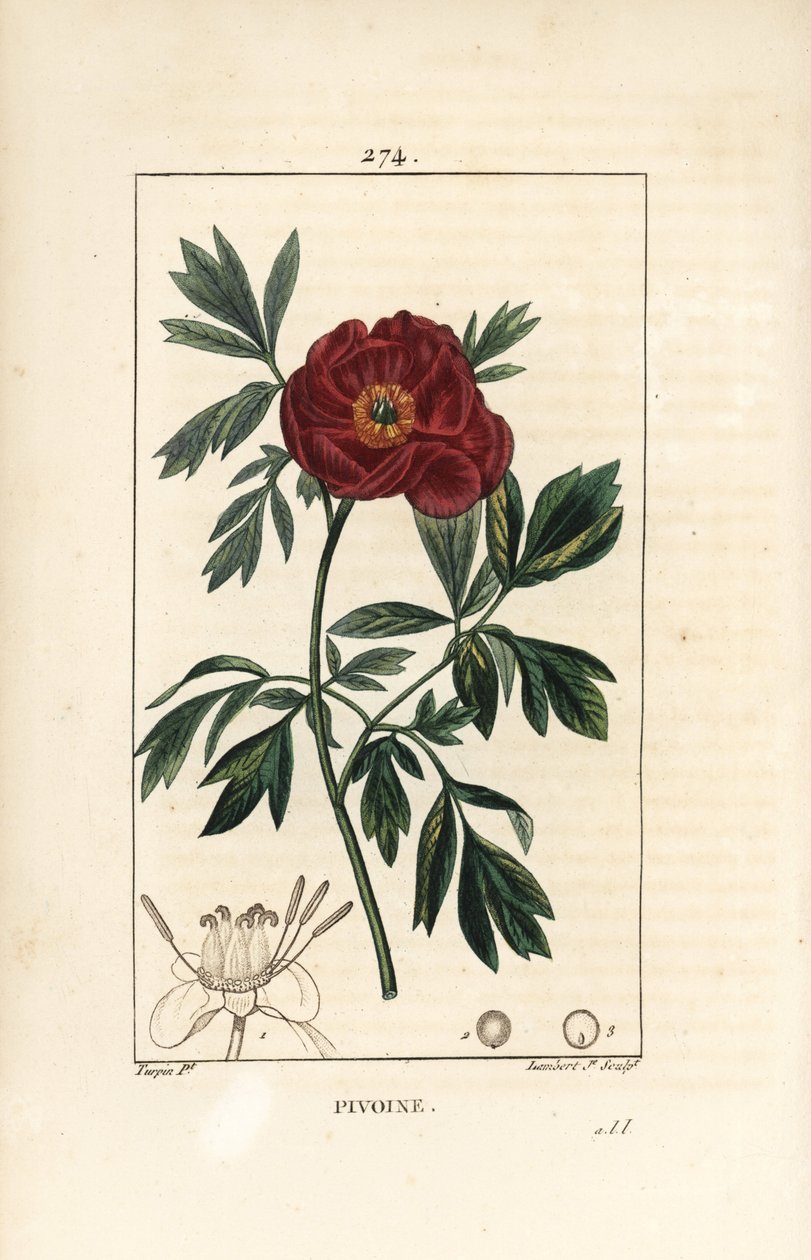 Peony officinale - Europeisk pion, Paeonia officinalis, med blomma, blad och kontur av blomdelar. Handkolorerad kopparstick av Lambert Junior från en teckning av Pierre Jean-Francois Turpin från Chaumeton, Poiret och Chamberets "" La F av Pierre Jean Francois Turpin