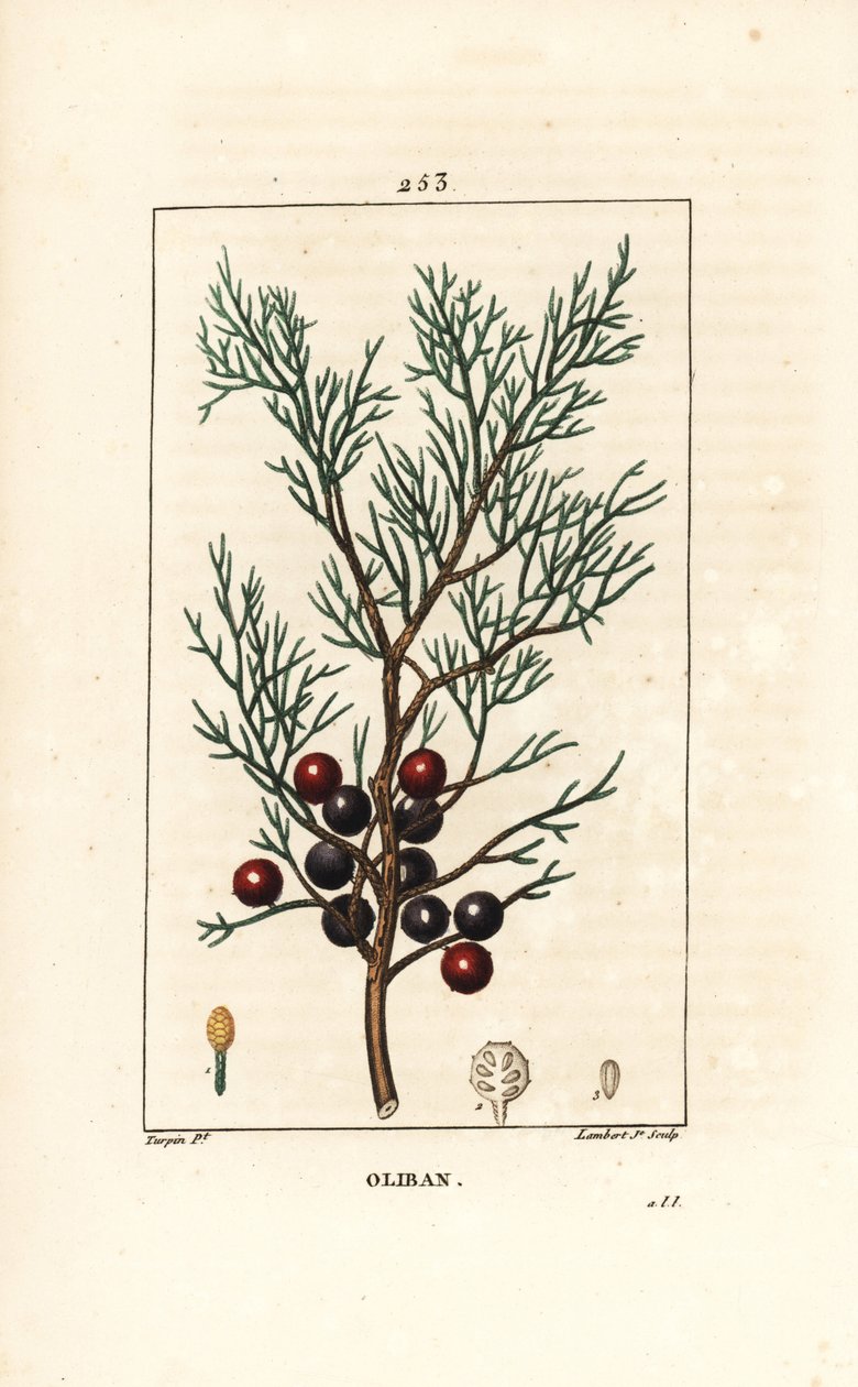 Phoenicie eller Lycia Juniper eller Red Juniper - Feniceansk enbär, arar eller rökelse, Juniperus phoenicea, med gren, blad och bär. Handkolorerad kopparstick av Lambert Junior efter en teckning av Pierre Jean-Francois Turpin från Chaumeton, Po av Pierre Jean Francois Turpin