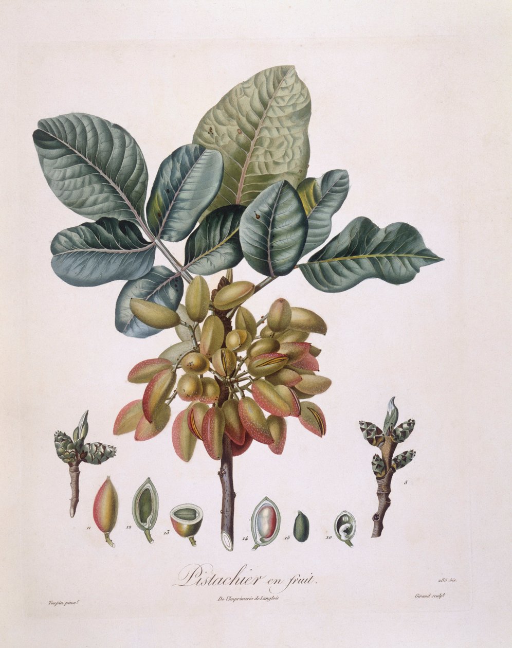 Pistage (Pistacia vera), Henry Louis Duhamel du Monceau, botanisk tallrik av Pierre Jean Francois Turpin av Pierre Jean Francois Turpin