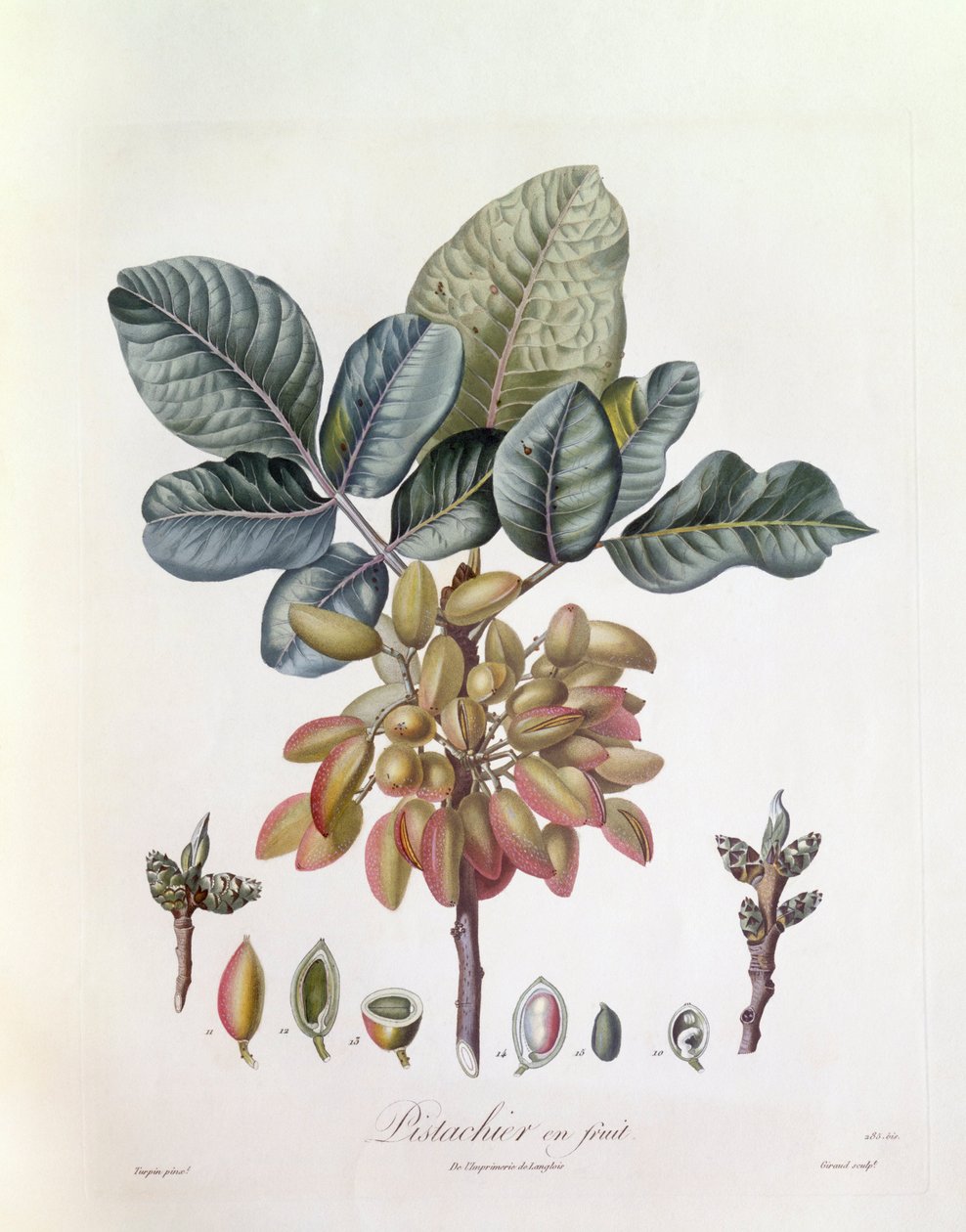 Pistage (Pistacia vera), Henry Louis Duhamel du Monceau, botanisk tallrik av Pierre Jean Francois Turpin av Pierre Jean Francois Turpin