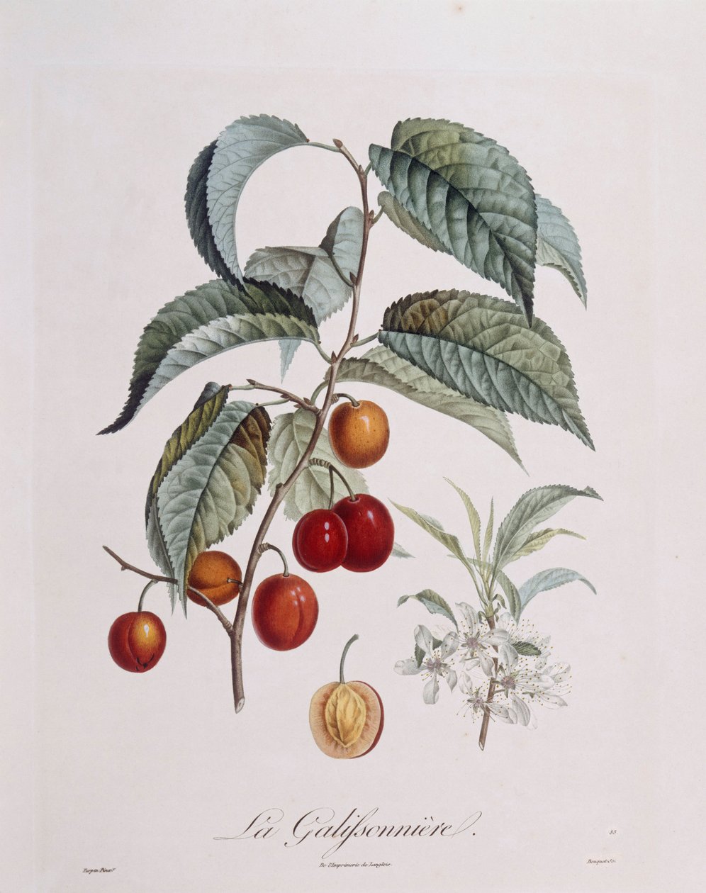 Plommon "La Galifsonniere" Henry Louis Duhamel du Monceau, botanisk tallrik av Pierre Jean Francois Turpin av Pierre Jean Francois Turpin