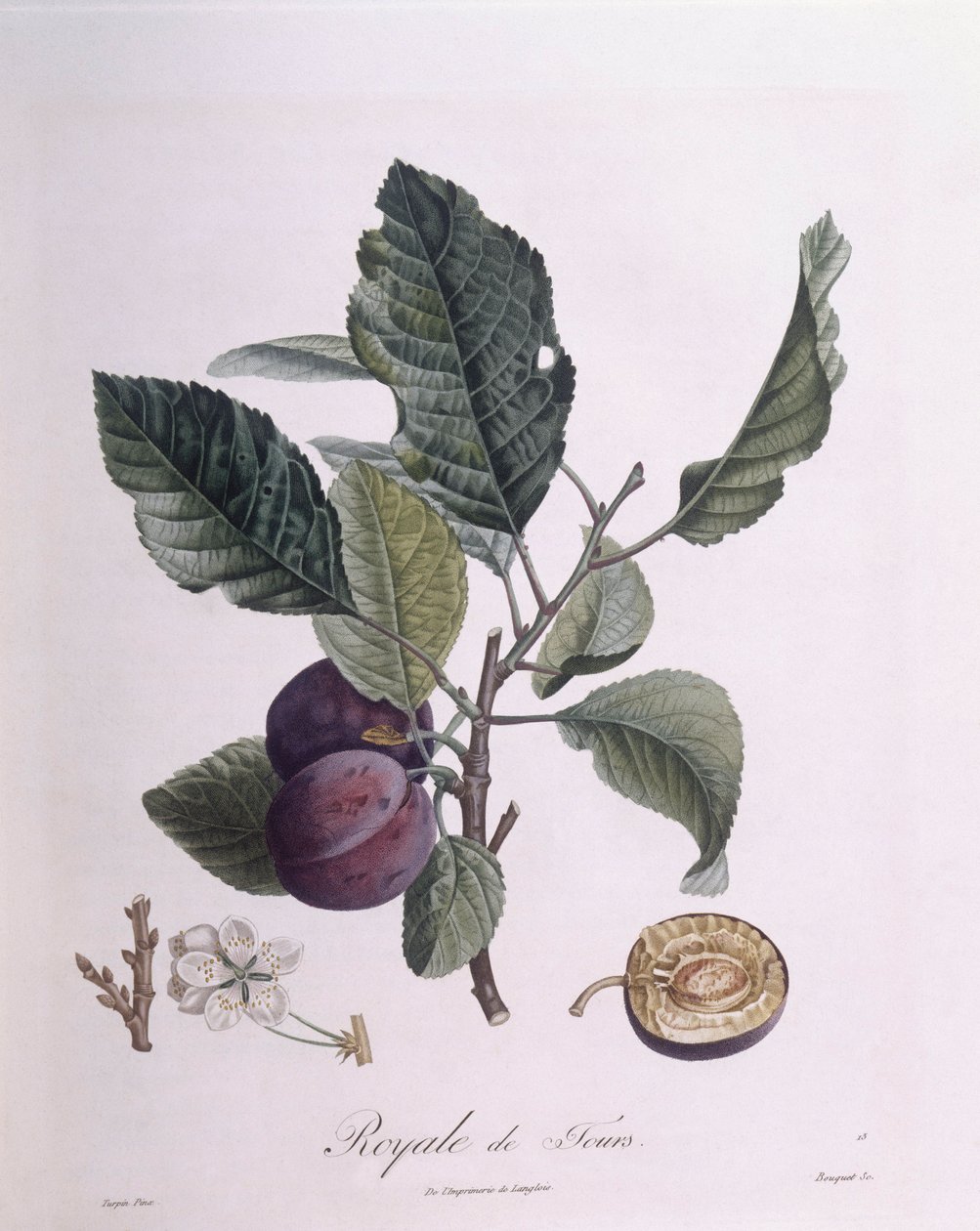 Plommon "Royale de Tours", Henry Louis Duhamel du Monceau, botanisk tallrik av Pierre Jean Francois Turpin av Pierre Jean Francois Turpin