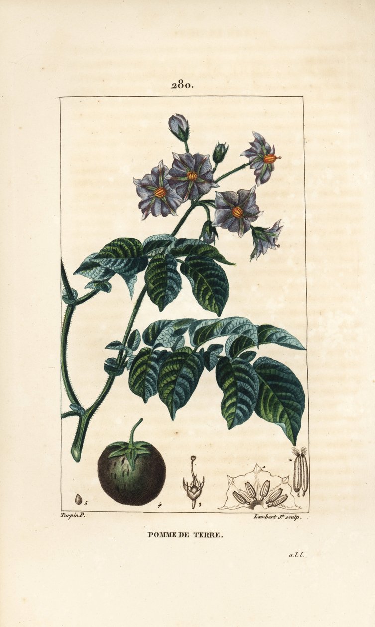 Potatis (potatis) - Potatis, Solanum tuberosum, med blomma, blad, stjälk och frukt. Handkolorerad kopparstick av Lambert Junior från en teckning av Pierre Jean-Francois Turpin från Chaumeton, Poiret och Chamberets "" La Flore Medicale,"" Paris av Pierre Jean Francois Turpin