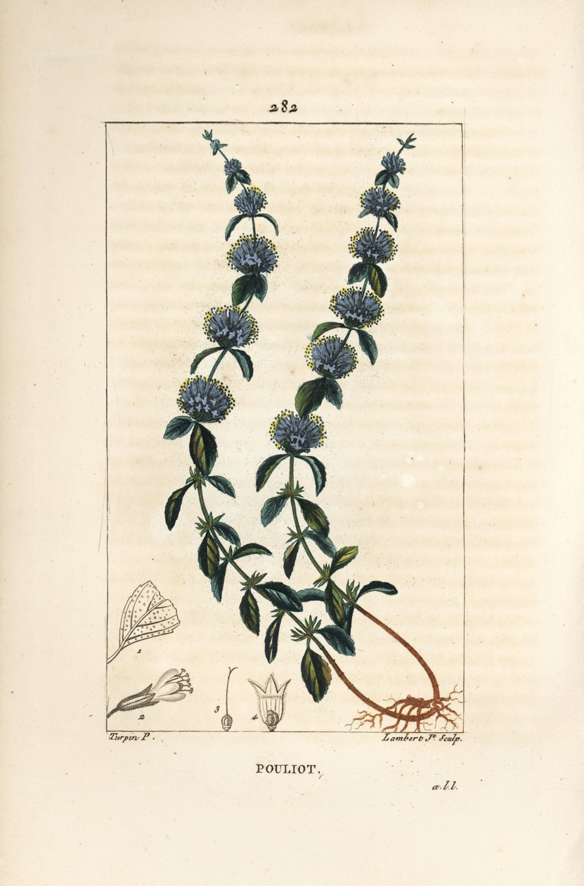 Pouliot Mint - Pennyroyal mynta, Mentha pulegium, med blomma, blad, stjälk, rot och frö. Handkolorerad kopparstick av Lambert Junior från en teckning av Pierre Jean-Francois Turpin från Chaumeton, Poiret och Chamberets "" La Flore Medicale av Pierre Jean Francois Turpin
