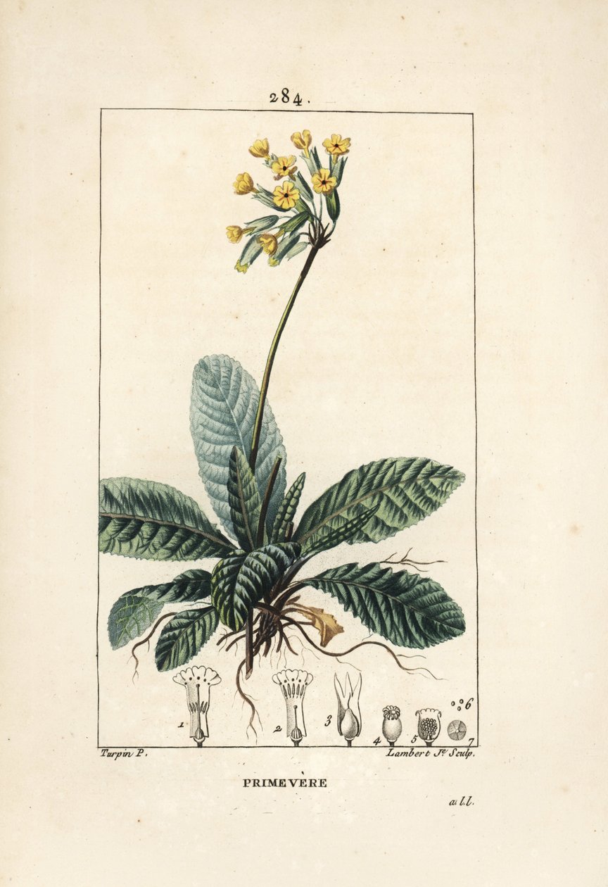 Primevere officinale ou brerelle, gök, ört a la förlamning, Herb de Saint Paul, primerolle - Cowslip, Primula veris, visar blomma, blad och rötter. Handkolorerad kopparstick av Lambert Junior efter teckning av Pierre Jean-Francois Turp av Pierre Jean Francois Turpin