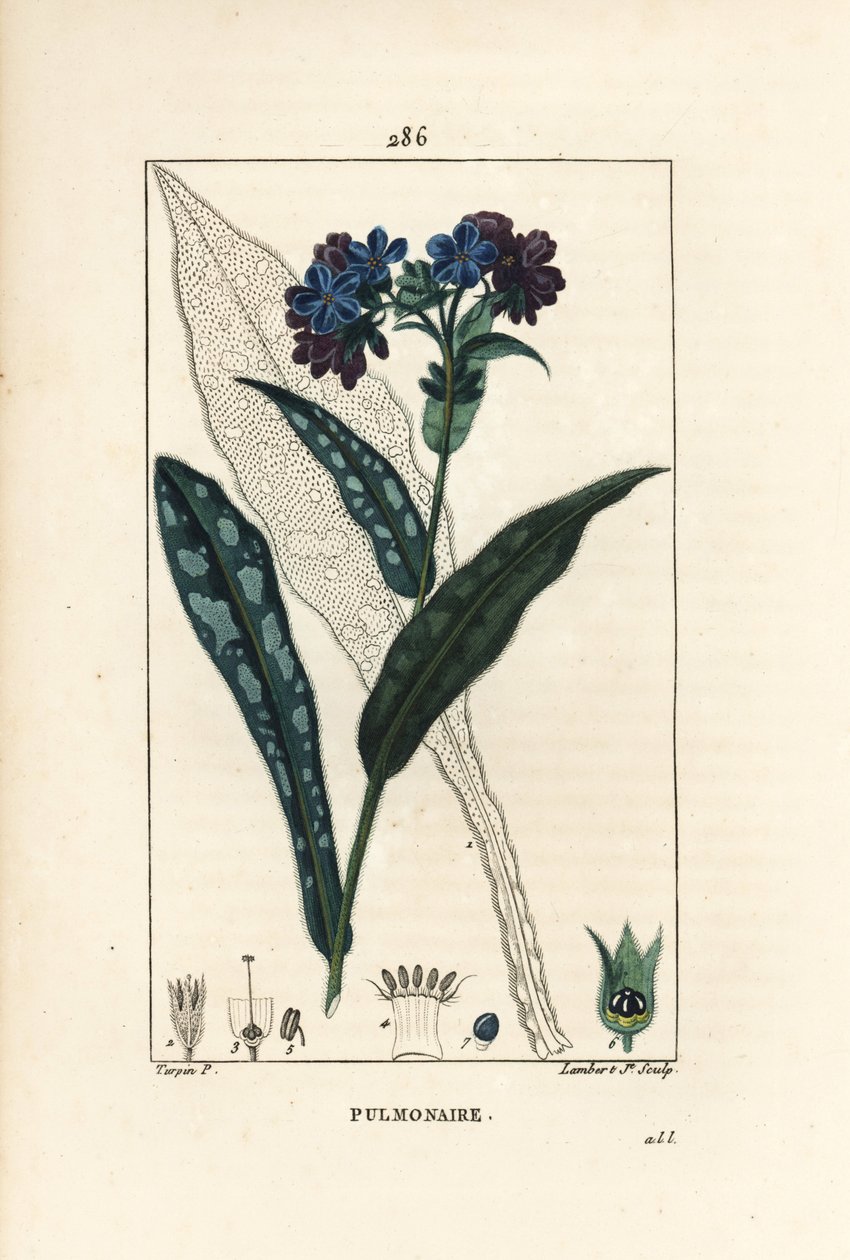 Pulmonary officinale - Lungört, Pulmonaria officinalis, med blomma, blad, stjälk och blad i konturerna. Handkolorerad kopparstick av Lambert Junior från en teckning av Pierre Jean-Francois Turpin från Chaumeton, Poiret och Chamberets "" La av Pierre Jean Francois Turpin