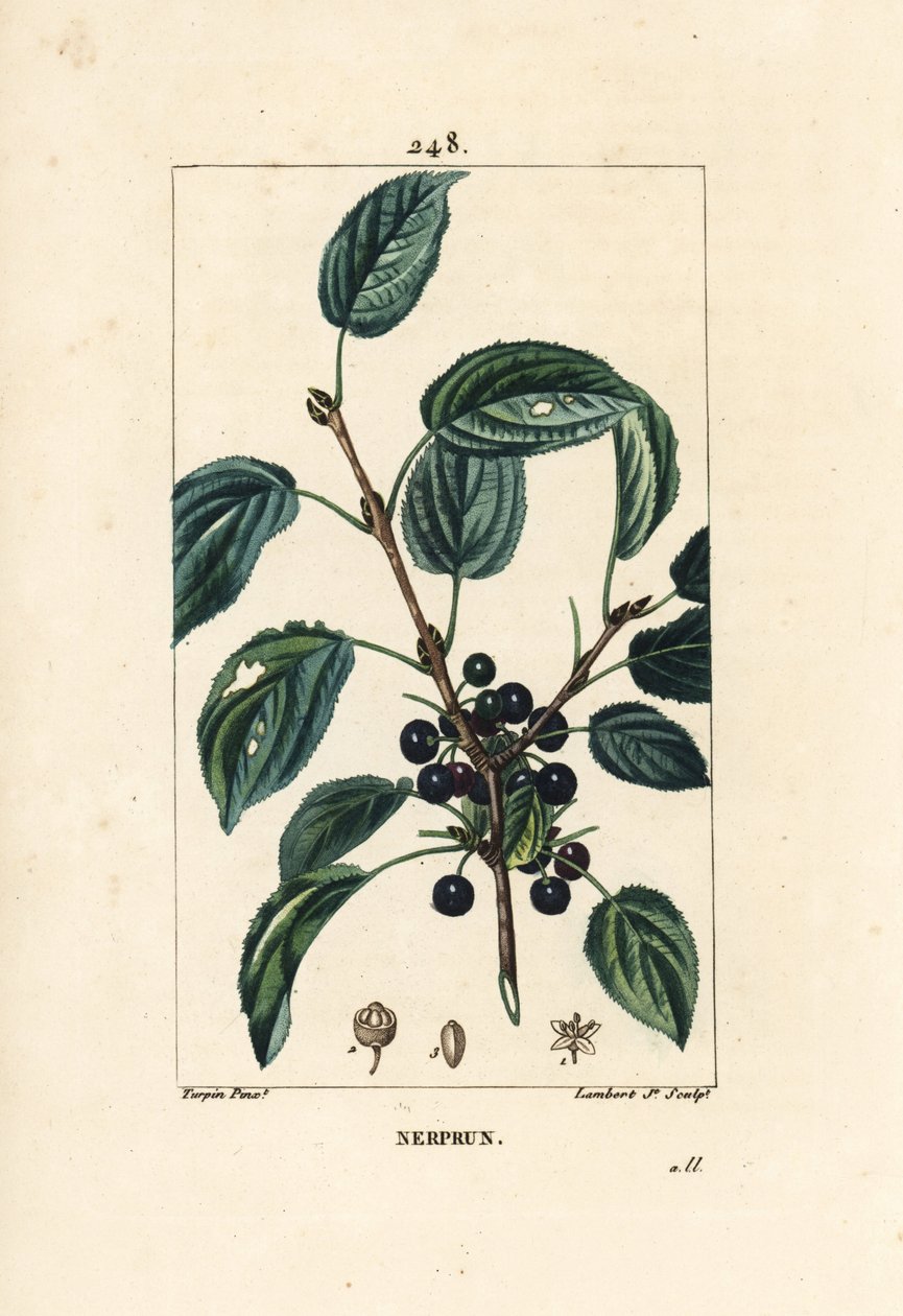 Rensande havtorn, katartisk havtorn eller officinal havtorn - Rensande havtorn, Rhamnus cathartica. Handkolorerad kopparstick av Lambert Junior från en teckning av Pierre Jean-Francois Turpin från Chaumeton, Poiret och Chamberets "" La av Pierre Jean Francois Turpin