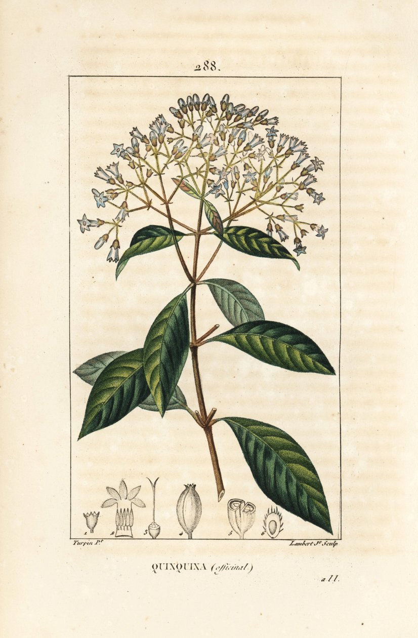 Quinquina - Kinin eller peruanskt barkträd, Cinchona officinalis, med blomma, gren, blad och frö. Handkolorerad kopparstick av Lambert Junior från en teckning av Pierre Jean-Francois Turpin från Chaumeton, Poiret och Chamberets "" La Flo av Pierre Jean Francois Turpin