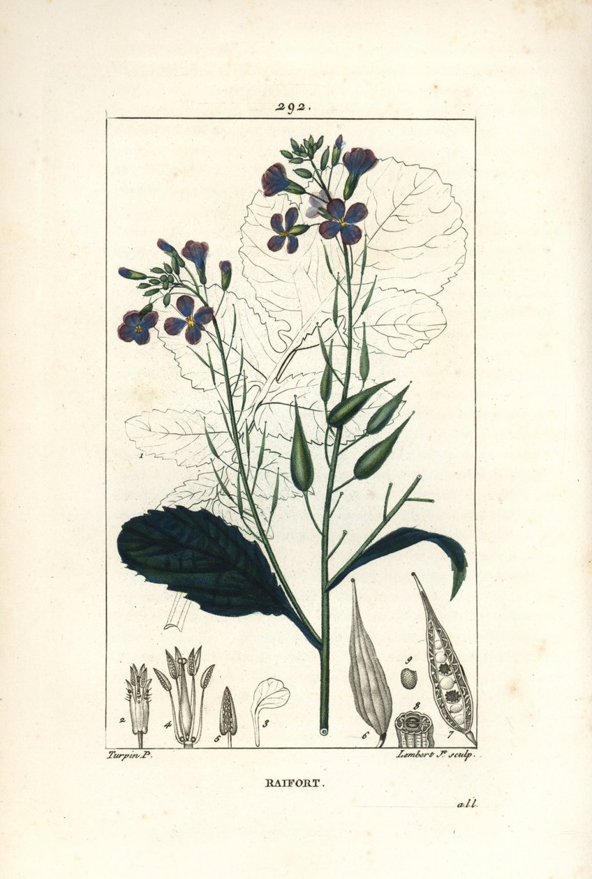 Rädisa - Rädisa, Raphanus sativus, med blomma, blad, frö och bladkontur. Handkolorerad kopparstick av Lambert Junior från en teckning av Pierre Jean-Francois Turpin från Chaumeton, Poiret och Chamberets "" La Flore Medicale,"" Paris, Pa av Pierre Jean Francois Turpin