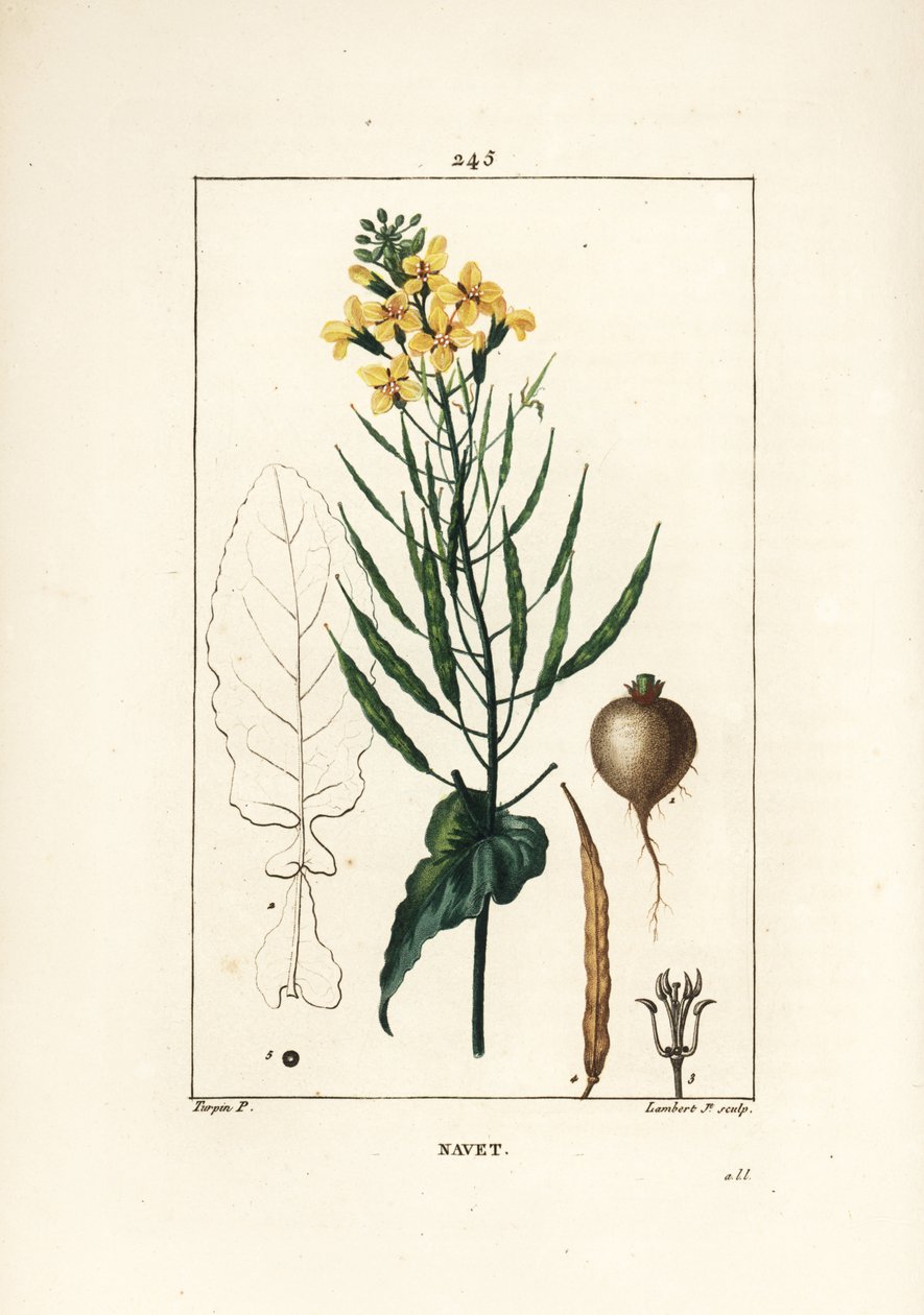 Raps eller oljefrö, Brassica napus, med blad, blomma och rot. Handkolorerad kopparstick av Lambert Junior från en teckning av Pierre Jean-Francois Turpin från Chaumeton, Poiret och Chamberets "" La Flore Medicale,"" Paris, Panckoucke av Pierre Jean Francois Turpin