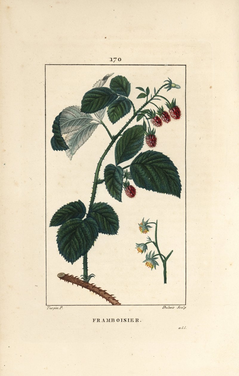 Hallon - Hallon, Rubus idaeus, som visar blommor, löv, taggar och mogen frukt. Handkolorerad kopparstick av Lambert Junior från en teckning av Pierre Jean-Francois Turpin från Chaumeton, Poiret et Chamberets "" La Flore Medicale,"" P av Pierre Jean Francois Turpin