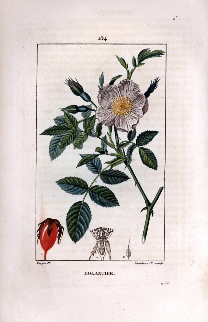 Nypongren med bär (nypon eller nypon) och ros - Vild briarros, Rosa canina, med blomma, knopp och nypon. Handkolorerad kopparstick av Lambert Junior efter teckning av Pierre Jean-Francois Turpin från Chaumeton, Poiret et C av Pierre Jean Francois Turpin