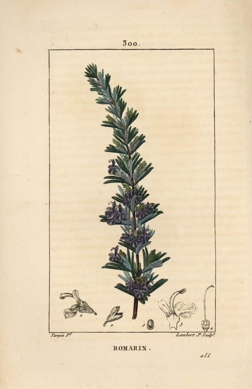 Rosmarin - Rosmarin, Rosmarinus officinalis, med blomma, blad och stjälk. Handkolorerad kopparstick av Lambert Junior från en teckning av Pierre Jean-Francois Turpin från Chaumeton, Poiret och Chamberets "" La Flore Medicale,"" Paris, Panck av Pierre Jean Francois Turpin