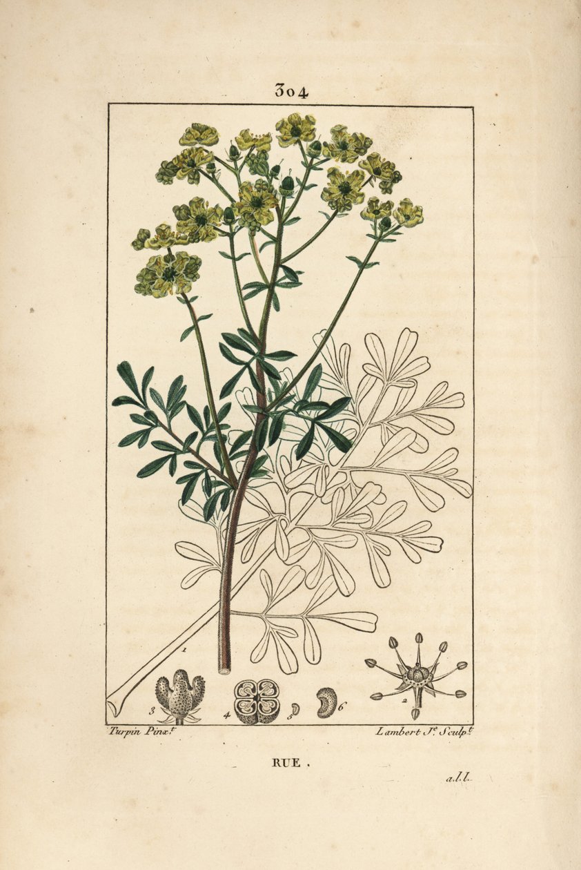 Rue des jardins eller Rue fetide - Rue eller ört av nåd, Ruta graveolens, som visar blomma, blad, stjälk, frö och kontur. Handkolorerad kopparstick av Lambert Junior efter teckning av Pierre Jean-Francois Turpin från Chaumeton, Poiret och Cham av Pierre Jean Francois Turpin