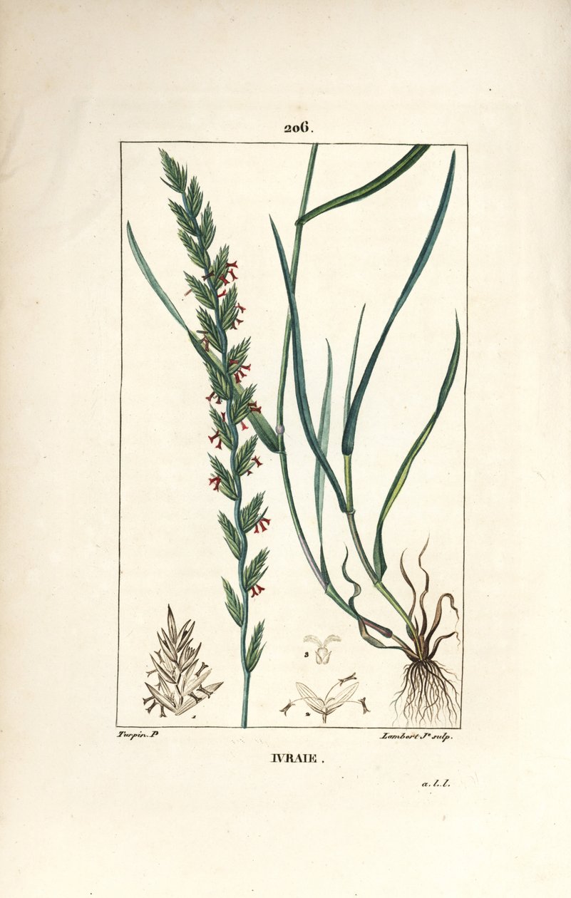 Rågräs, Gramen loliaceum. Handkolorerad kopparstick av Lambert Junior från en teckning av Pierre Jean-Francois Turpin från Chaumeton, Poiret och Chamberets "" La Flore Medicale,"" Paris, Panckoucke av Pierre Jean Francois Turpin