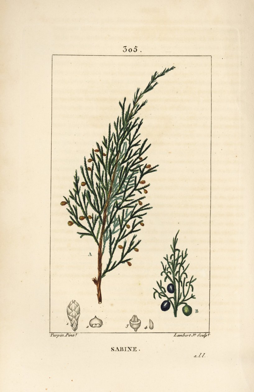 Sabinenbär, Juniperus sabina, med bär, blad, stjälk och frö. Handkolorerad kopparstick av Lambert Junior från en teckning av Pierre Jean-Francois Turpin från Chaumeton, Poiret och Chamberets "" La Flore Medicale,"" Paris, Panckoucke av Pierre Jean Francois Turpin