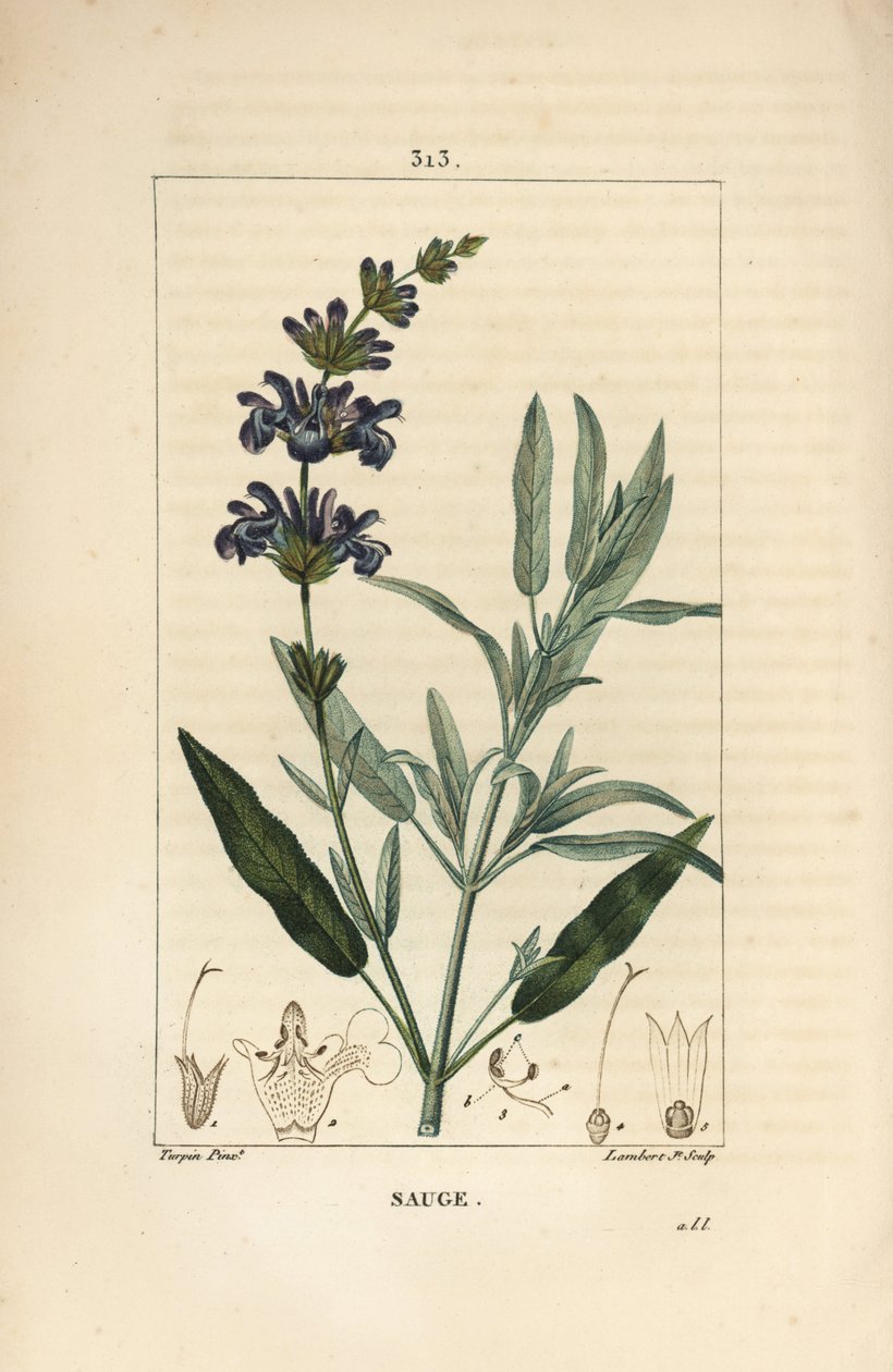 Salvia officinale - Vanlig salvia, Salvia officinalis, med blomma, blad, stjälk och frö. Handkolorerad kopparstick av Lambert Junior från en teckning av Pierre Jean-Francois Turpin från Chaumeton, Poiret och Chamberets "" La Flore Medicale,"" av Pierre Jean Francois Turpin