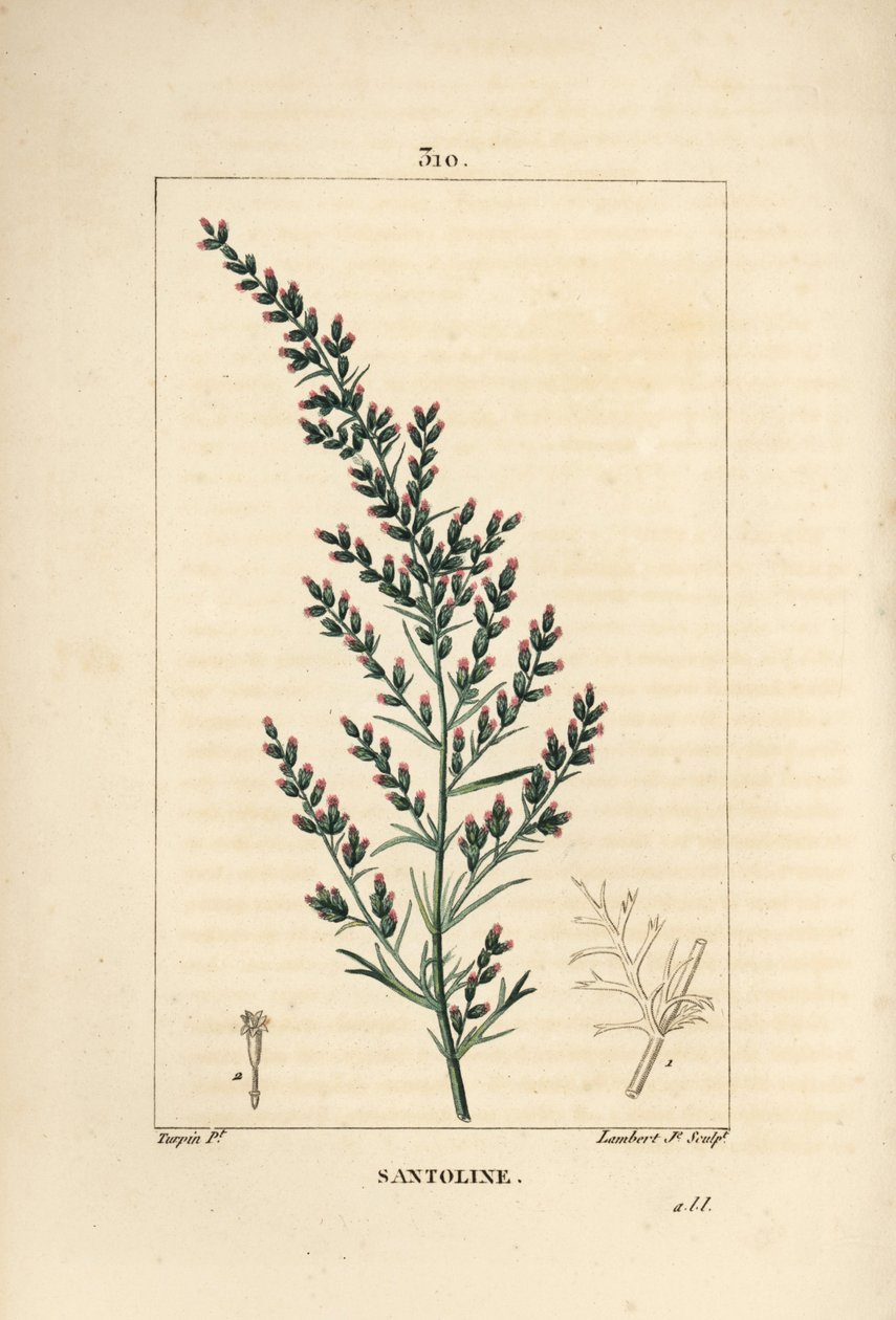 Sagebrush variete - maskfrö eller tatariskt sydträ, Artemisia santonicum. Handkolorerad kopparstick av Lambert Junior från en teckning av Pierre Jean-Francois Turpin från Chaumeton, Poiret och Chamberets "" La Flore Medicale,"" Paris, Pa av Pierre Jean Francois Turpin