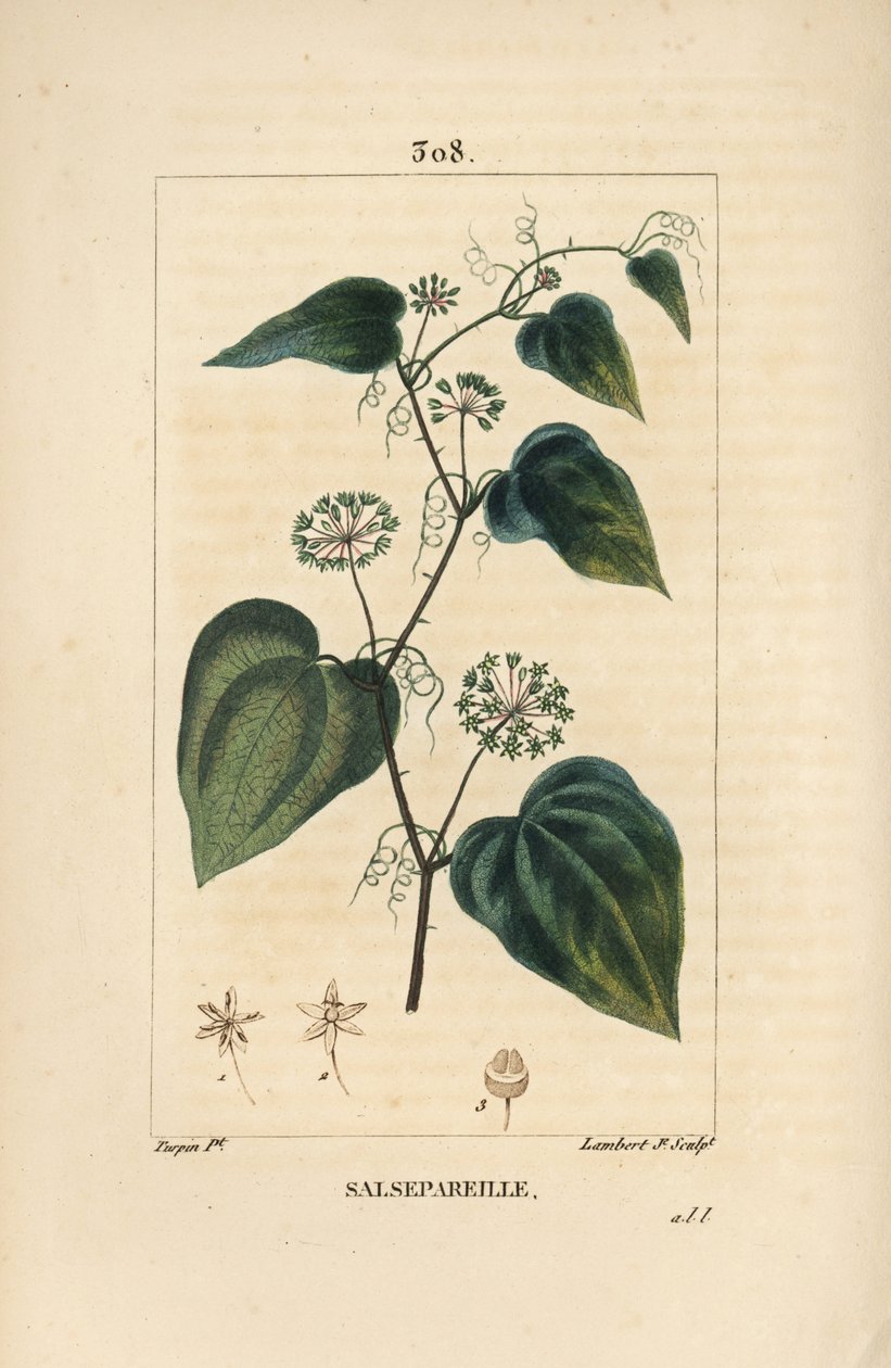 Salsepareille eller Mountain Granon, Spiny Bindweed, Spiny Liset - Grov bindweed eller sarsaparille, Smilax aspera, med blomma, stjälk, ranka, blad och frö. Handkolorerad kopparstick av Lambert Junior efter teckning av Pierre Jean-Francois Tu av Pierre Jean Francois Turpin