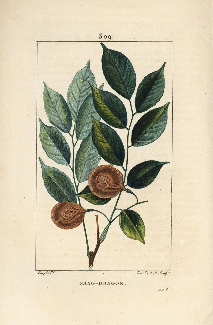 Sång drake (sandragon), mangle medaille, paletuvier eller mangle rivière - Drakblod eller paduakträd, Pterocarpus officinalis (Pterocarpus draco), med blad, frukt och frö. Sårbar. Handkolorerad kopparstick av Lambert Junior från en dr av Pierre Jean Francois Turpin