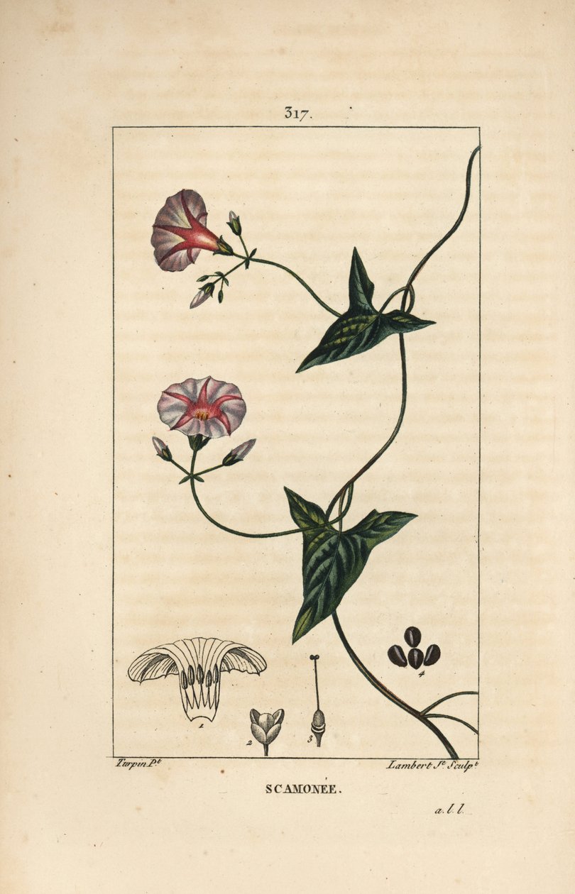 Scammonee - Scammony, Convolvulus scammonia, med blomma, blad, stjälk och klättrande rankor. Handkolorerad kopparstick av Lambert Junior från en teckning av Pierre Jean-Francois Turpin från Chaumeton, Poiret och Chamberets "" La Flore Medica av Pierre Jean Francois Turpin