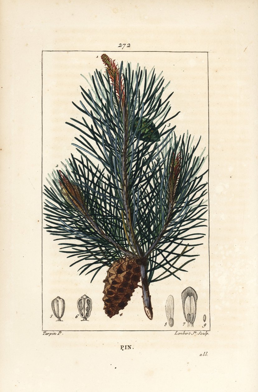 Tall - Vild tall eller tall, Pinus sylvestris, med gren, nål och kotte. Handkolorerad kopparstick av Lambert Junior från en teckning av Pierre Jean-Francois Turpin från Chaumeton, Poiret och Chamberets "" La Flore M av Pierre Jean Francois Turpin