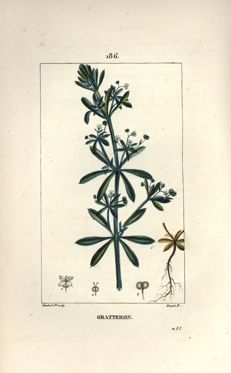 Scratteron eller rieble, rivjärn, tungskrapa, gaille - Gåsgräs, Galium aparine. Handkolorerad kopparstick av Lambert Junior från en teckning av Pierre Jean-Francois Turpin från Chaumeton, Poiret och Chamberets "" La Flore Medicale,"" av Pierre Jean Francois Turpin