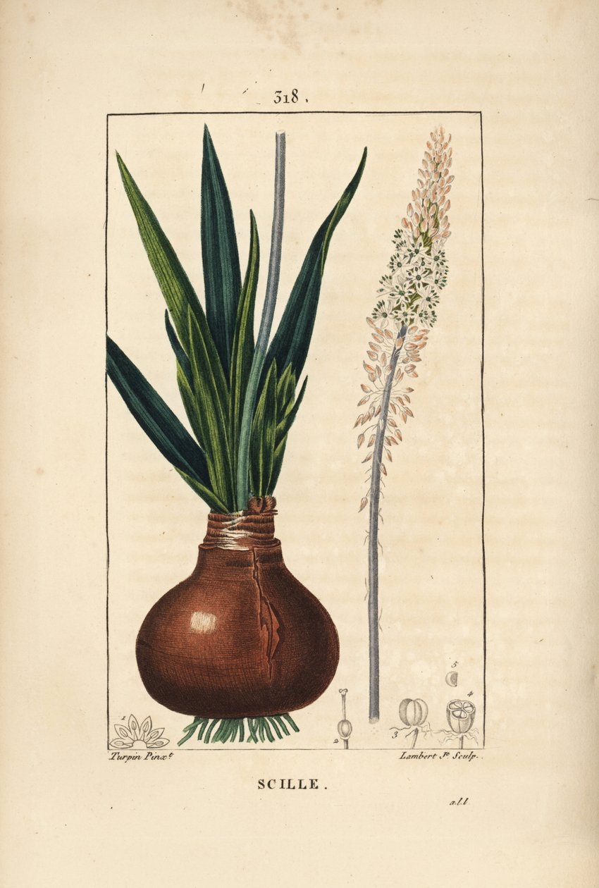 Havssnäcka, Drimia maritima, med lök, blad, stjälk och blomma. Handkolorerad kopparstick av Lambert Junior från en teckning av Pierre Jean-Francois Turpin från Chaumeton, Poiret och Chamberets "" La Flore Medicale,"" Paris, Panckoucke av Pierre Jean Francois Turpin