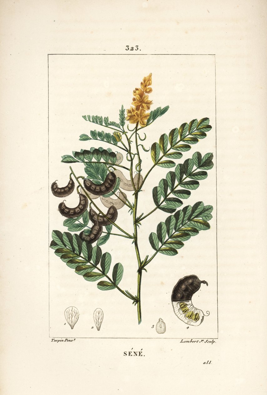 Sene - Alexandrisk senna, Senna alexandrina, med blomma, blad, stjälk och frö. Handkolorerad kopparstick av Lambert Junior från en teckning av Pierre Jean-Francois Turpin från Chaumeton, Poiret och Chamberets "" La Flore Medicale,"" Paris, av Pierre Jean Francois Turpin
