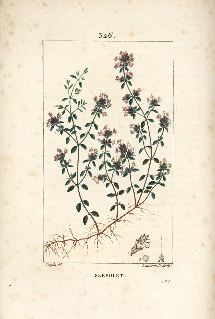 Serpolet eller timjan serpolet - Krypande timjan eller vild timjan, Thymus serpyllum, med blomma, blad, stjälk och rot. Handkolorerad kopparstick av Lambert Junior efter en teckning av Pierre Jean-Francois Turpin från Chaumeton, Poiret och Chamberet