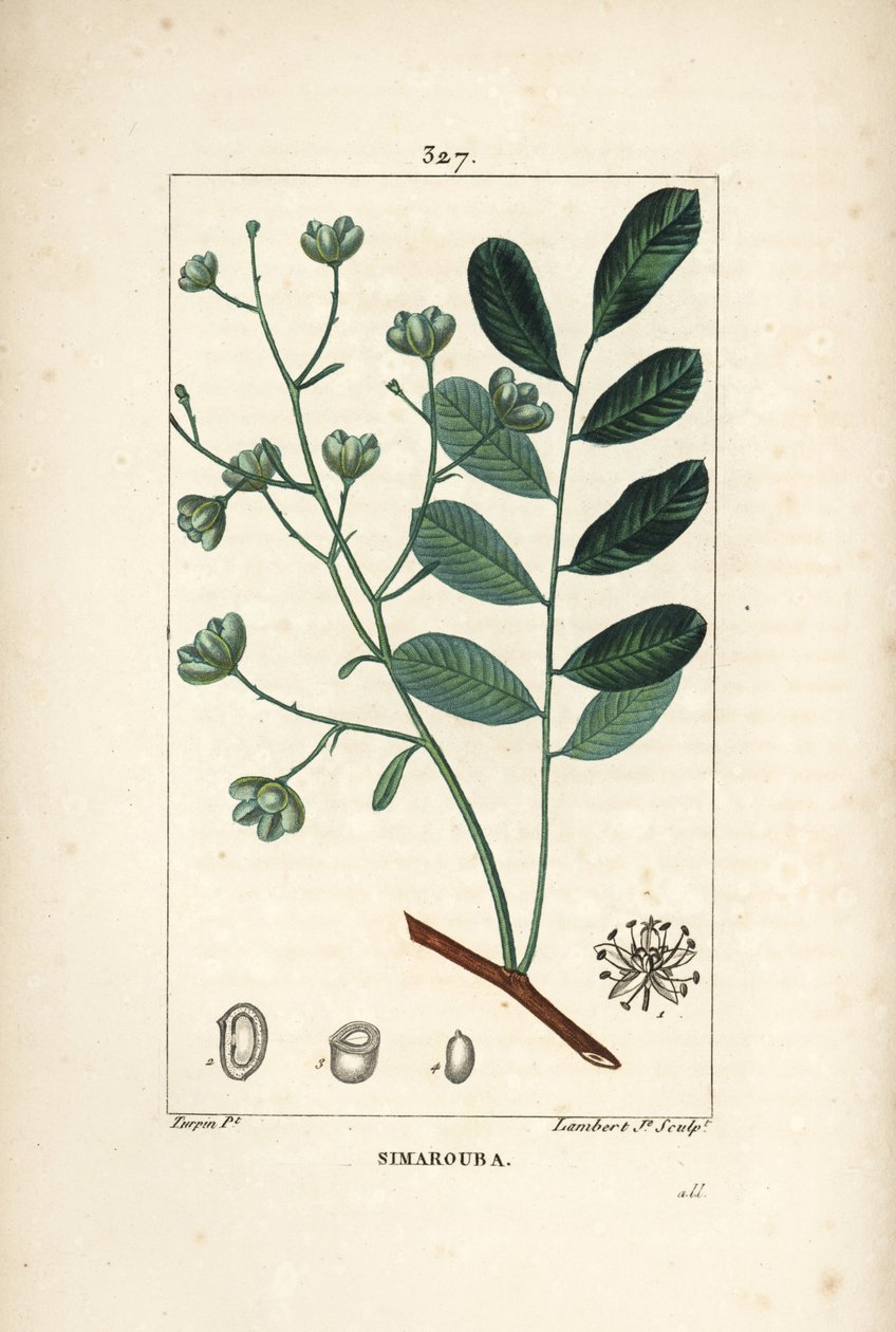 Simarouba bitere - Marupa eller bitterved, Simarouba amara (Quassia simaruba) med blomma, blad, gren och frö. Handkolorerad kopparstick av Lambert Junior efter teckning av Pierre Jean-Francois Turpin från Chaumeton, Poiret och Chamberet