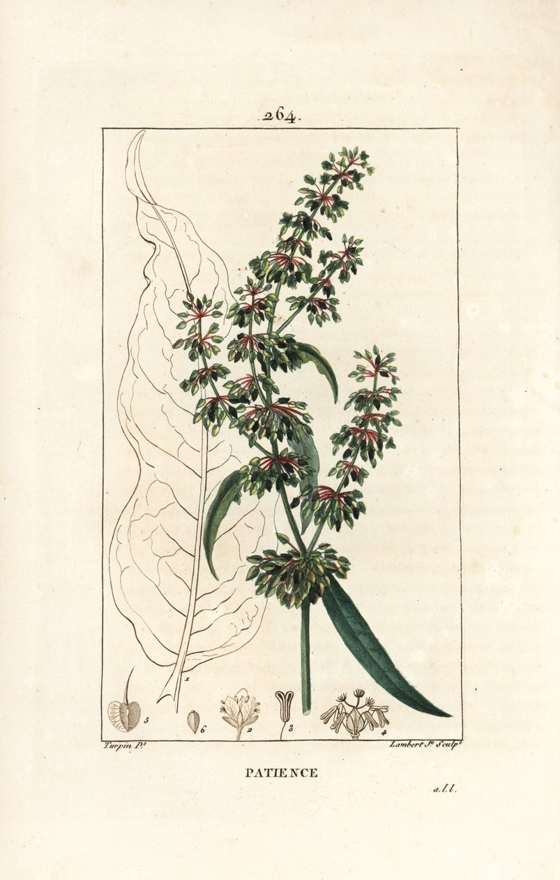 Spinard sorrel ou patience des moines - Patience docka, Rumex patientia, med blomma, stjälk, löv, frö och blad kontur. Handkolorerad kopparstick av Lambert Junior efter teckning av Pierre Jean-Francois Turpin från Chaumeton, Poiret och av Pierre Jean Francois Turpin