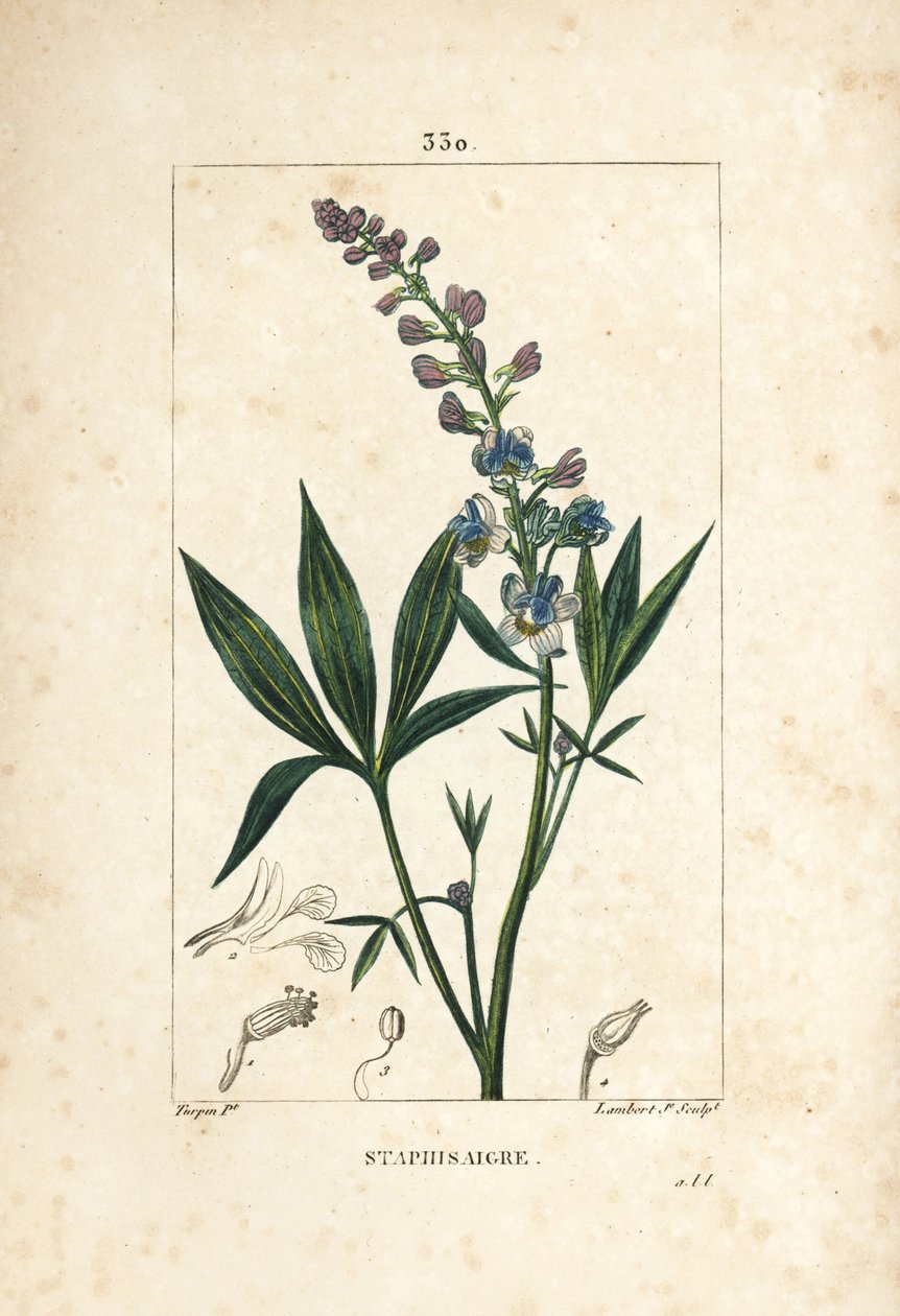 Staphisagria - Lie-bane eller stavesacre, Delphinium staphisagria, med blomma, blad, stjälk och frö. Handkolorerad kopparstick av Lambert Junior från en teckning av Pierre Jean-Francois Turpin från Chaumeton, Poiret och Chamberets "" La Flore av Pierre Jean Francois Turpin