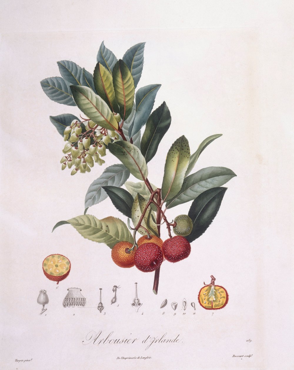 Jordgubbsträd (Arbutus unedo), Henry Louis Duhamel du Monceau, botanisk tallrik av Pierre Jean Francois Turpin av Pierre Jean Francois Turpin